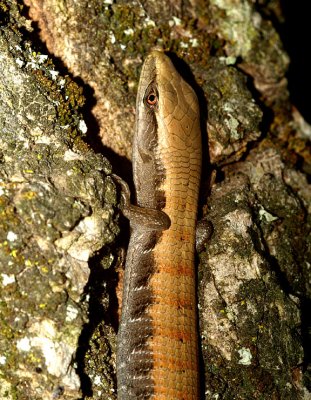 Little Lizard.jpg