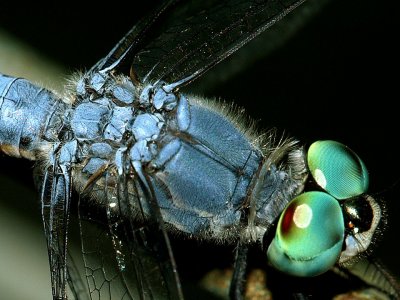 Blue Dasher Dragonfly.jpg