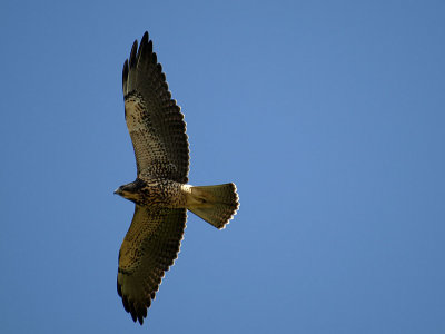 Swainsons Hawk in Flight.jpg