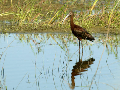 White Faced Ibis.jpg