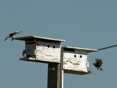 Tree Swallows Nesting.jpg