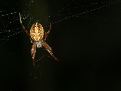 Orb Weaver 2.jpg