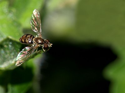 Hover Fly 2.jpg