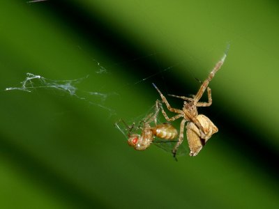 Orb Weaver With Prey 2.jpg