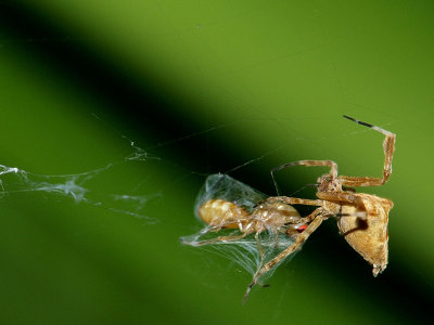 Orb Weaver With Prey 3.jpg