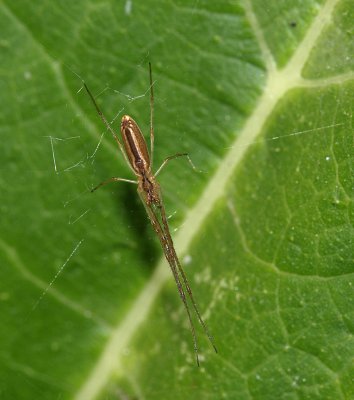 Elongate Orb Weaver.jpg