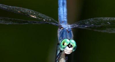 Blue Dasher Dragonfly 2.jpg