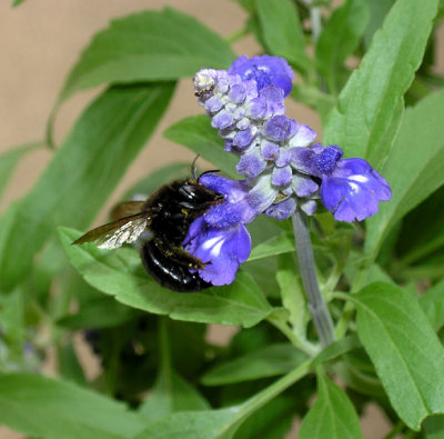 Carpenter Bee.jpg
