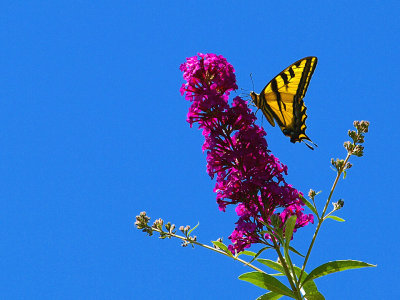Western Tiger Swallowtail 2.jpg