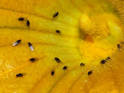 Flies on Pumpkin Flower.jpg