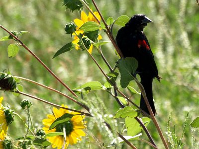 Red-winged Blackbird 2.jpg