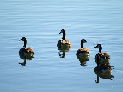 Geese on the Lake.jpg