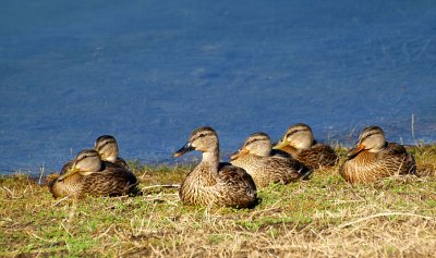 Mallard Family.jpg