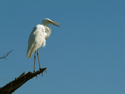 Great Egret.jpg