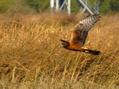 Northern Harrier.jpg