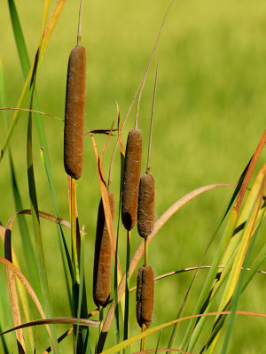 Cattails in Fall.jpg