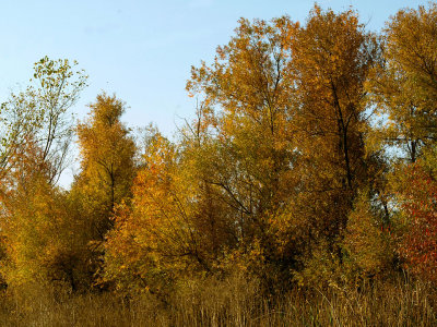 Willows in Fall.jpg