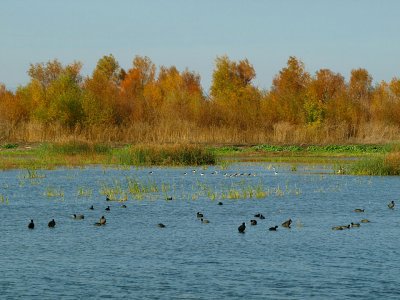 Fall wetland scene 2.jpg