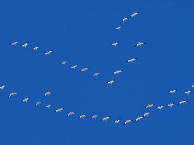 Snow Geese.jpg