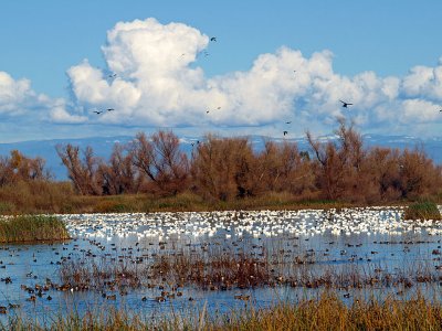 Gray Lodge Pond 1.jpg