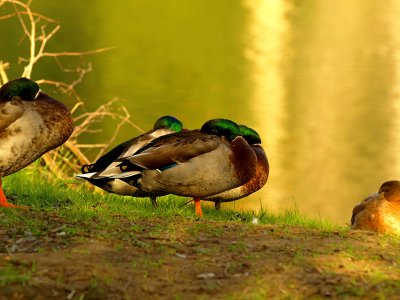 Nap Time for Mallards.jpg