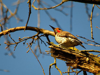 Northern Flicker.jpg