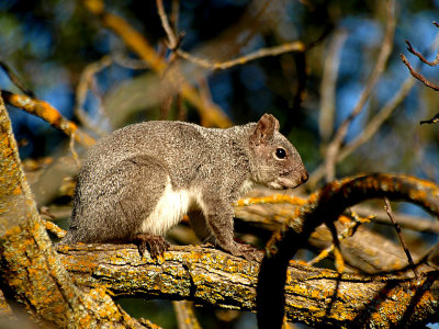 Western Gray Squirrel 2.jpg