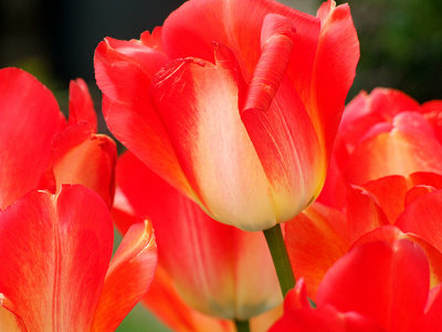 Red Tulips.jpg