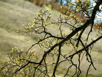 Spring Oak Leaves.jpg
