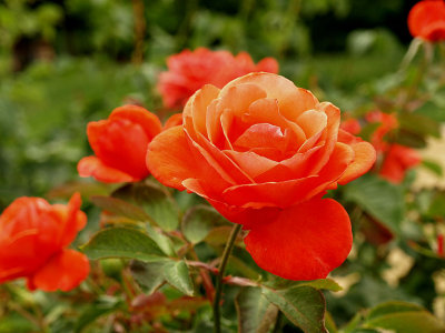 Orange Rose.jpg