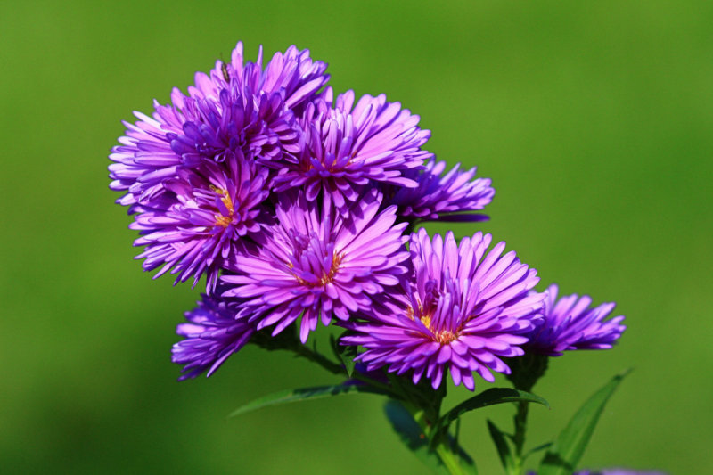 Purple Flowers<BR>September 25, 2008