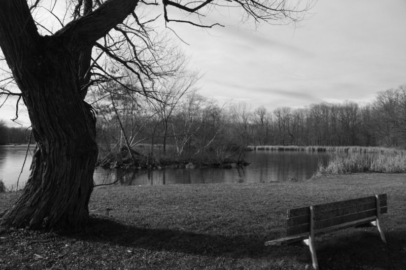 Tree in Black and White<BR>November 20, 2008