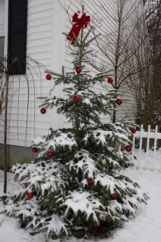 Spruce Christmas Tree<BR>December 17, 2008