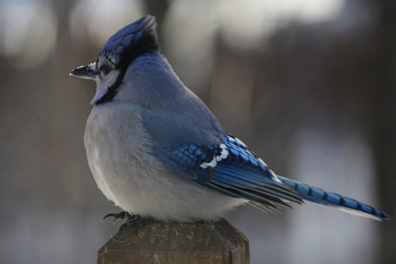 Bluejay<BR>January 15, 2009