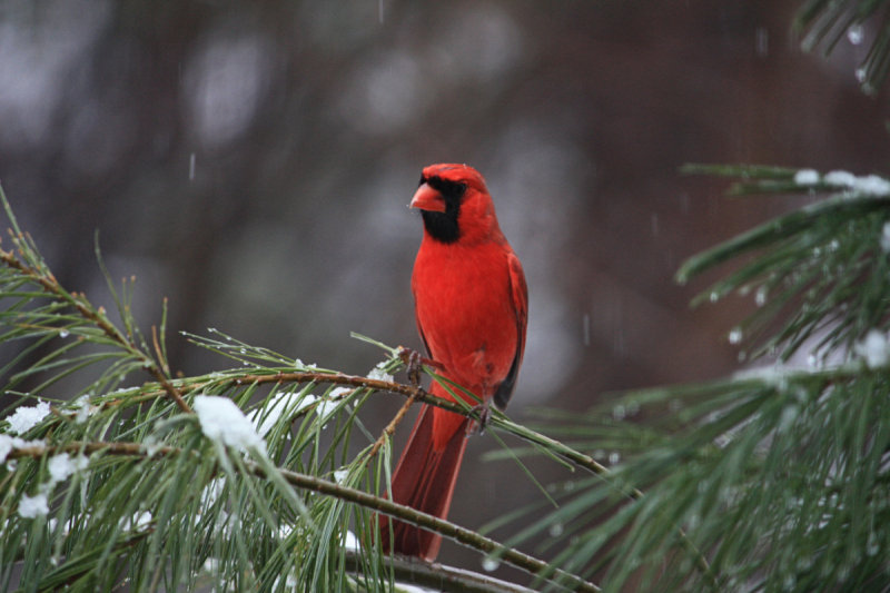 Cardinal<BR>March 9, 2009
