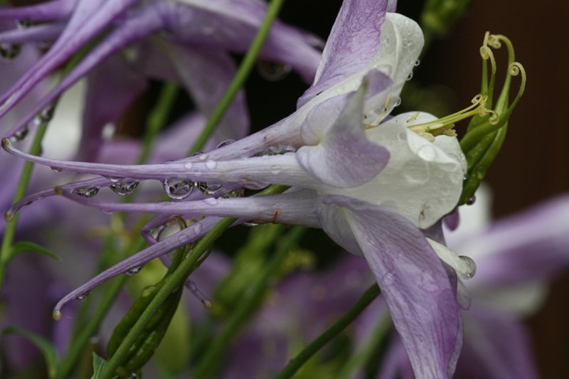 Waterdrops Macro - Columbine<BR>May 29, 2009