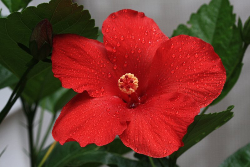 Hibiscus Macro<BR>September 12, 2009