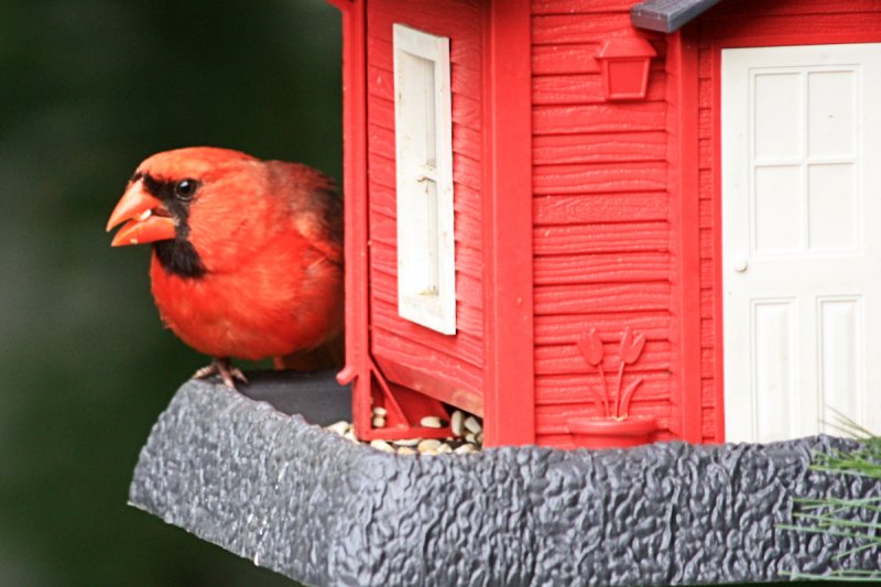 Cardinal at Bird Feeder<BR>July 20, 2010