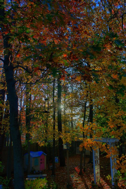 Back Yard in HDR<BR>October 28, 2010