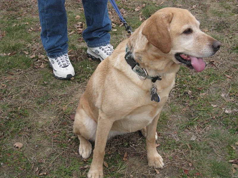  Kylie  the Yellow Lab<BR> November 25, 2010