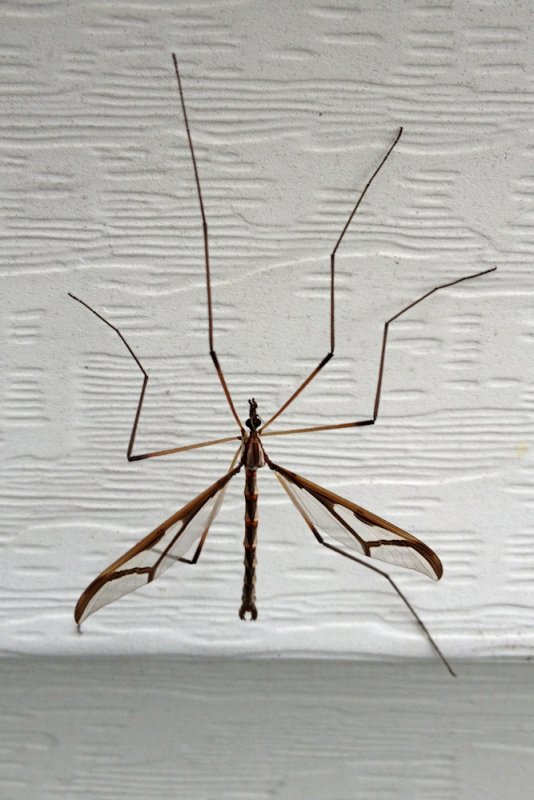 Large Insect on House Siding<BR>October 15, 2012
