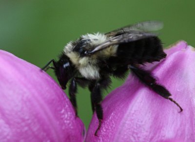 Bee MacroSeptember 13, 2008
