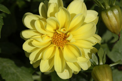 Yellow  FlowerOctober 8, 2008
