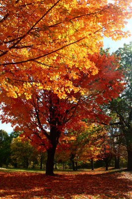Maple TreesOctober 17, 2008