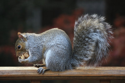 Squirrel on Deck<BR>November 5, 2008