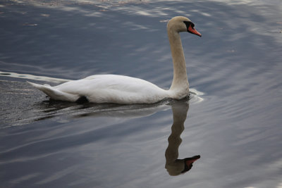 Swan Reflection<BR>November 9, 2008