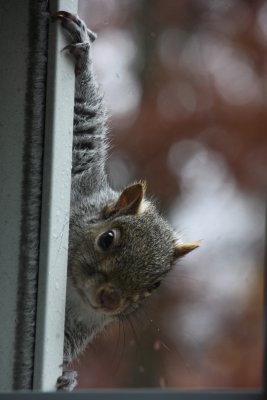 Squirrel at Window<BR>November 15, 2008