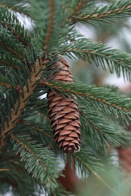 Spruce Pine Cone<BR>November 16, 2008