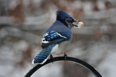 BluejayDecember 21, 2008