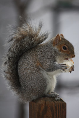 Squirrel<BR>January 20, 2009